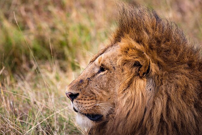 4-Day Simba Safari - Mid Range Tour - Day 1: Lake Manyara’s birds, elephants, and tree-climbing lions
