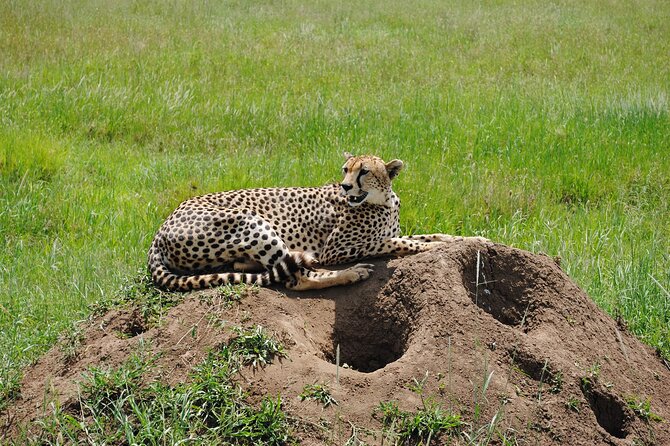 4 Day Tanzania Afordable Safari ft Two Night Serengeti - Tarangire: elephants, baobabs, and an afternoon start