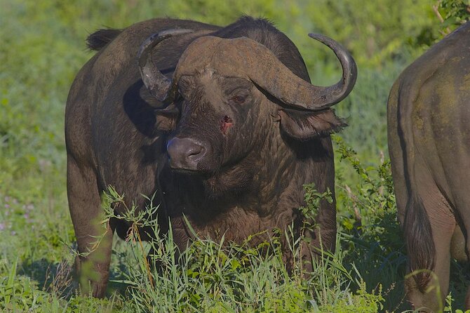 4 Day Tanzania Afordable Safari ft Two Night Serengeti - Who should choose this safari?