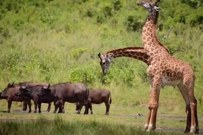 4-Day Tanzania Camping Safari to Lake Manyara, Serengeti, and Ngorongoro Crater - Day 4: Ngorongoro Crater and the return to Arusha