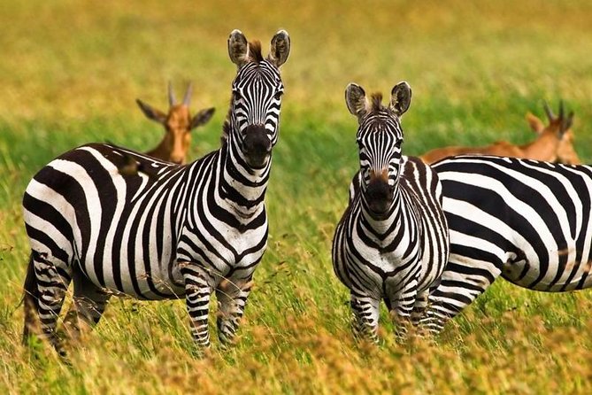 4 Day Tanzania Luxury Safari - Day 1: Lake Manyara’s forest, cliffs, and tree-climbing lions