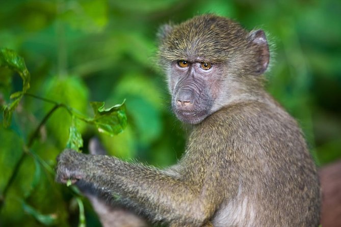 4 Day Tanzania Luxury Safari - Day 3: An early Serengeti drive and Olduvai Gorge
