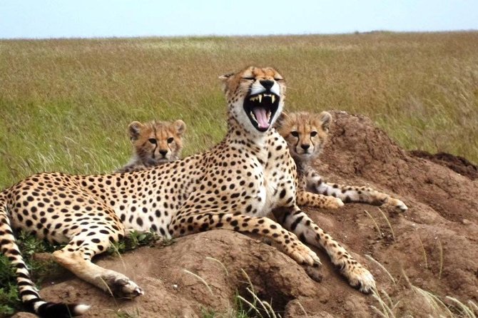 4 Day Tanzania Luxury Safari - The 4x4, guide, and private-tour advantage