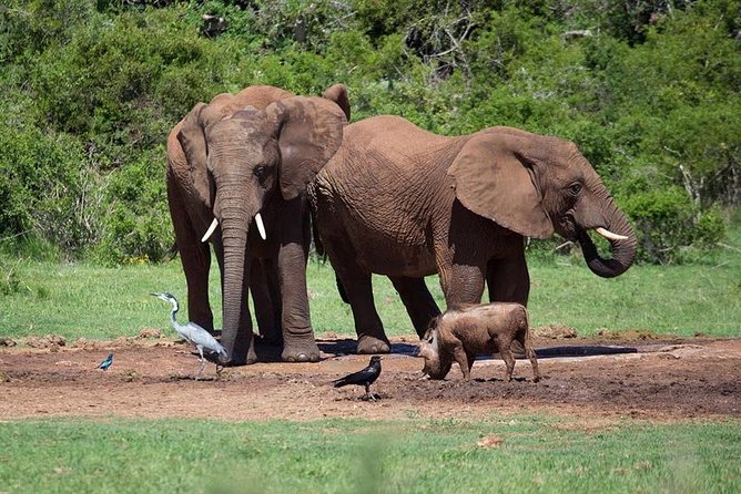 4 Day Tanzania Luxury Safari - Lodges, meals, and what luxury means here