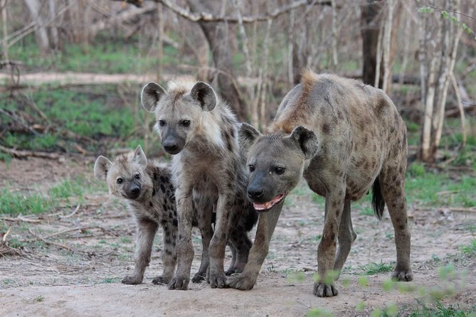 4 Day Tanzania Luxury Safari - Day 2: Crossing the highlands into the Seronera area