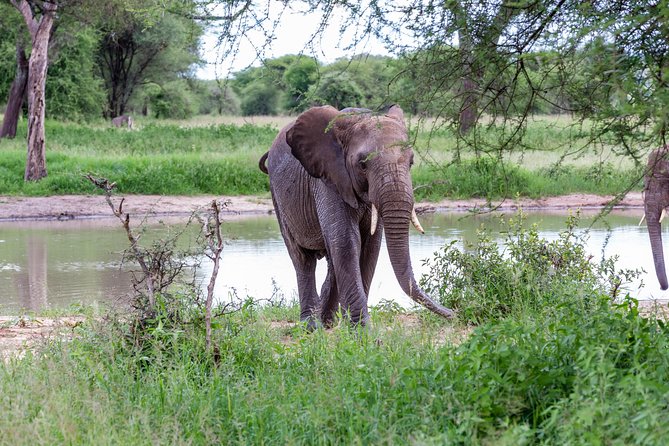 4-day Tanzania Safari - Four safari days, six calendar days