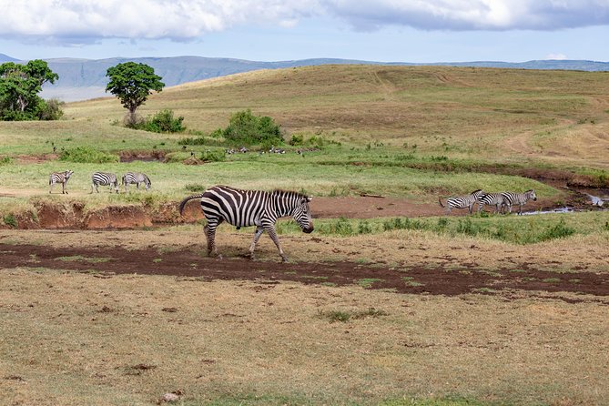 4-day Tanzania Safari - Day 3: Ngorongoro Crater, a compact wildlife world
