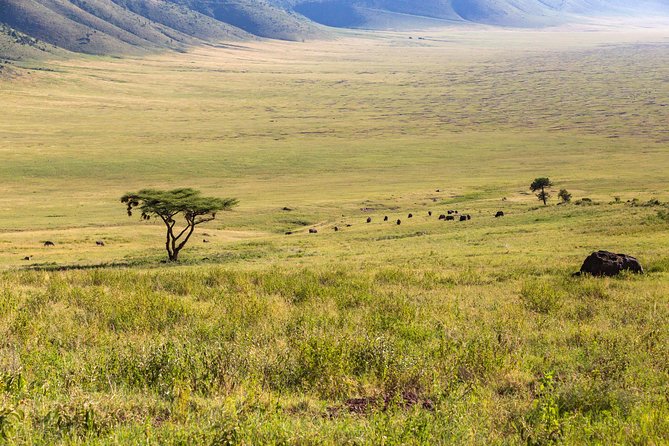 4-day Tanzania Safari - Days 4 and 5: Searching the central Serengeti