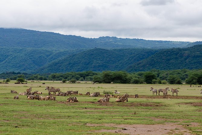 4-day Tanzania Safari - Day 2: Tarangire’s elephants and baobabs
