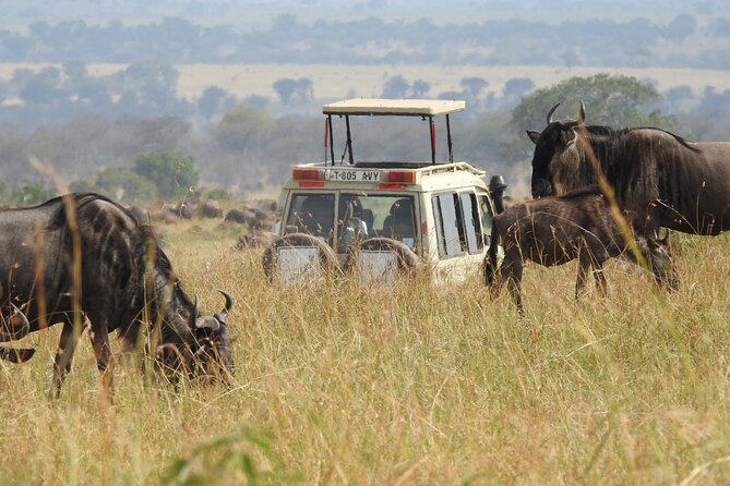 4-Day Tarangire, Serengeti, Ngorongoro Crater - Day 2: The long run toward Serengeti