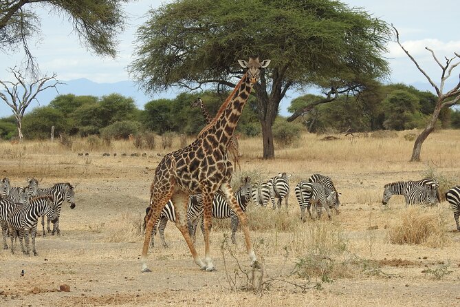 4-Day Tarangire, Serengeti, Ngorongoro Crater - Meals, lodging, and the real comfort level