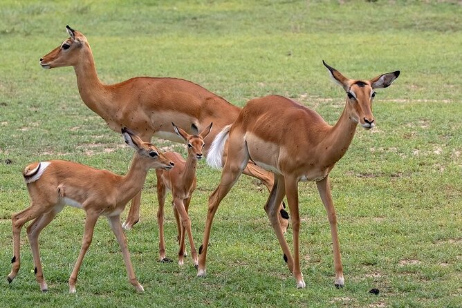 4 Day: Taste of Wildlife - Day 3: Early wildlife, brunch, and the road toward Ngorongoro