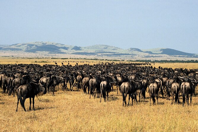 4 Day: Taste of Wildlife - Who should choose this safari
