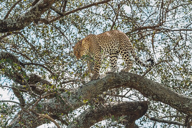 4-Day The Short of Tanzania Safari - What the $1,950 price really covers