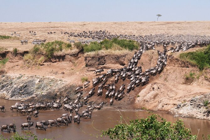 4-Day Tour to Tarangire, Serengeti and Ngorongoro - Day one: Tarangire’s elephants and baobab country