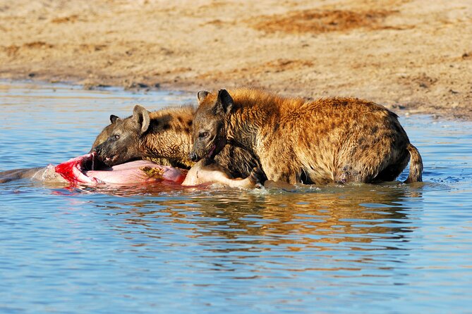4-Day Tour to Tarangire, Serengeti and Ngorongoro - Day three: a second look at the Serengeti