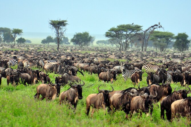 4-Day Tour to Tarangire, Serengeti and Ngorongoro - What the $900 price really covers