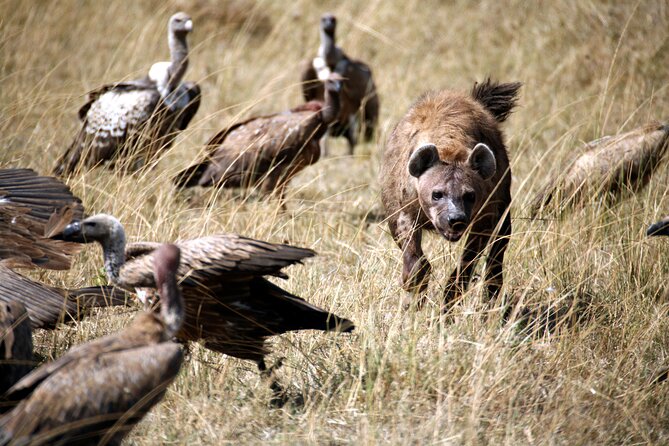 4-Day Tour to Tarangire, Serengeti and Ngorongoro - Guide quality and the small-group setup