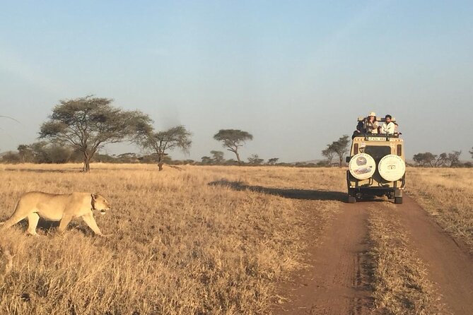 4 Days, 3 Nights Group budget Safari, Lake Manyara, Serengeti, Ngorongoro - Serengeti game drives and what the guide adds