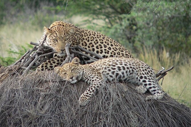 4 Days, 3 Nights Group budget Safari, Lake Manyara, Serengeti, Ngorongoro - Day 2: The long road from Manyara to Serengeti