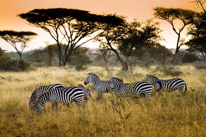 4 Days / 3 Nights Lake Manyara, Ngorongoro and Serengeti - Ngorongoro Crater: A Final Concentration of Wildlife