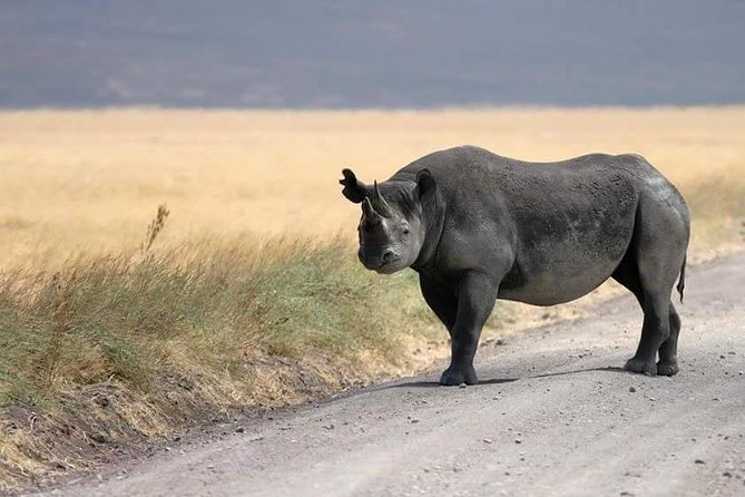 4 Days / 3 Nights Lake Manyara, Ngorongoro and Serengeti - What the $1,700 Price Really Covers