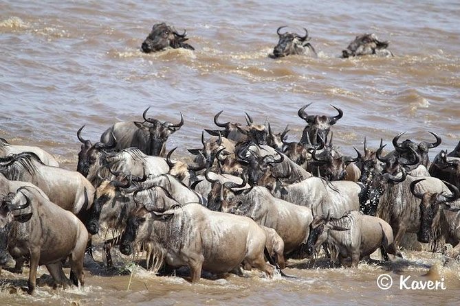 4 Days / 3 Nights Lake Manyara, Ngorongoro and Serengeti - Who Should Book This Safari?