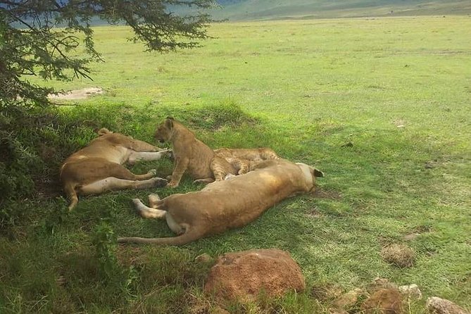 4 Days / 3 Nights Lake Manyara, Ngorongoro and Serengeti - The Road to Serengeti and the Seronera Plains