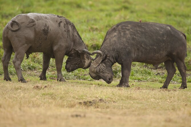 4 days 3 nights Safari- Tarangire, Serengeti and Ngorongoro Crater - Three major wildlife areas in four days