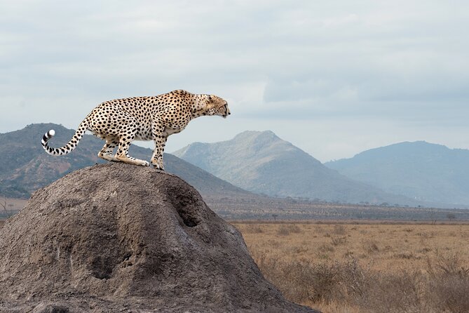 4 days 3 nights Safari- Tarangire, Serengeti and Ngorongoro Crater - Day four: descending into Ngorongoro Crater
