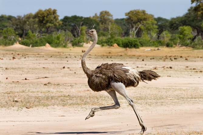4 days 3 nights Safari- Tarangire, Serengeti and Ngorongoro Crater - Why the guide can make or break this safari