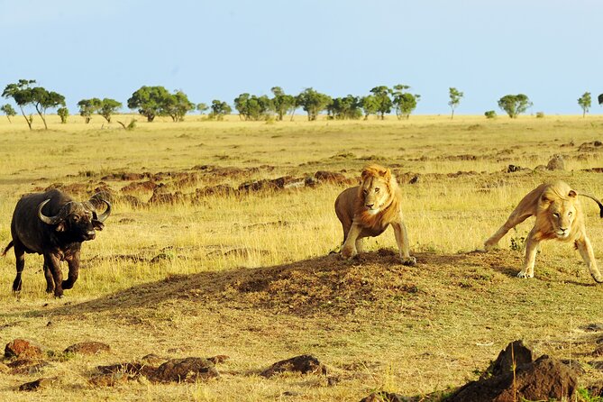 4 days 3 nights Safari- Tarangire, Serengeti and Ngorongoro Crater - How the $883.50 price holds up