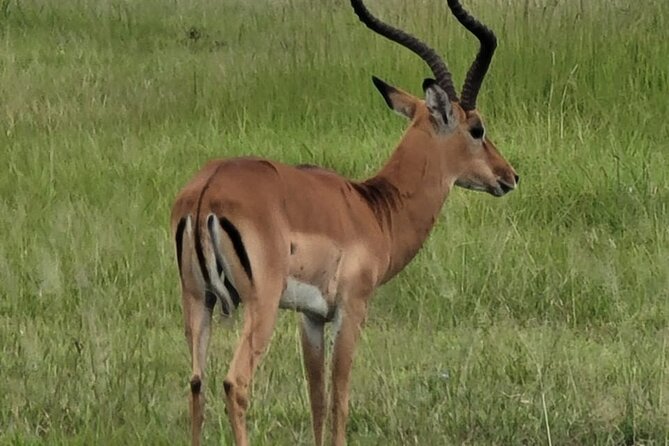 4 Days 3 Nights Safari to Mikumi National Park - Game drives and the search for wildlife