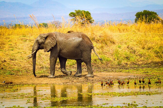 4 Days 3 Nights Safari to Mikumi National Park - Guides, drivers, and the human side of the trip