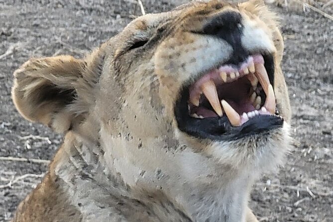 4 Days 3 Nights Safari to Mikumi National Park - Meals, lodging, and what the $1,100 covers
