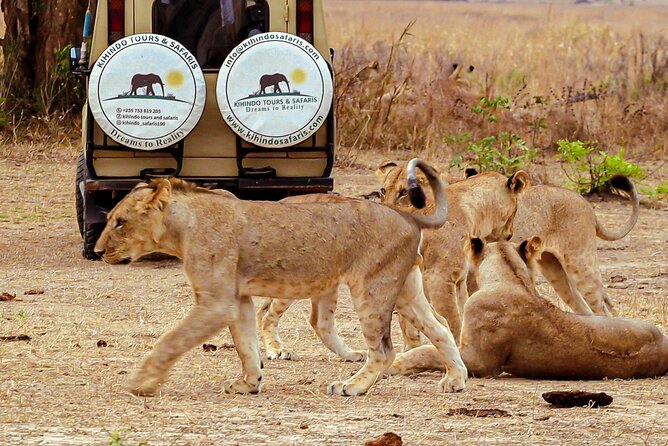 4 Days 3 Nights Safari to Mikumi National Park - Who should book this Mikumi safari