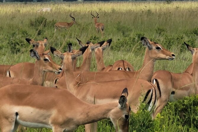 4 Days 3 Nights Safari to Mikumi National Park - What the four-day schedule gives you