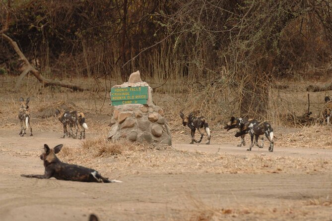 4 days / 3 Nights safari to Ruaha National park - Key points at a glance
