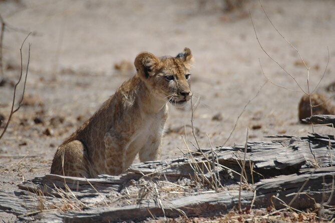4 days / 3 Nights safari to Ruaha National park - Day 4: One last game drive before Iringa