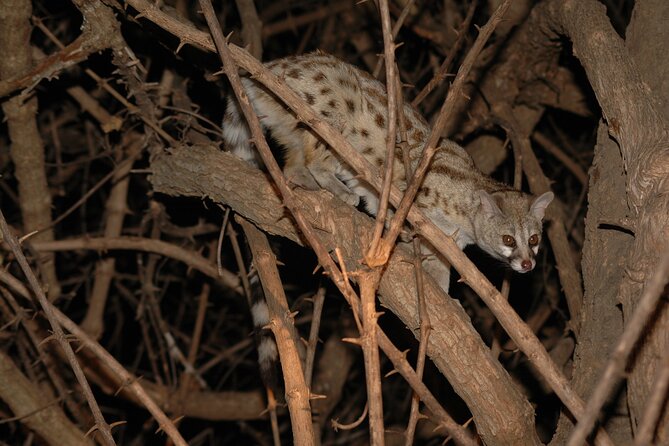 4 days / 3 Nights safari to Ruaha National park - Guide service and the private group format