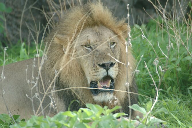 4 days / 3 Nights safari to Ruaha National park - Day 1: From Iringa Nduli Airport to the afternoon drive