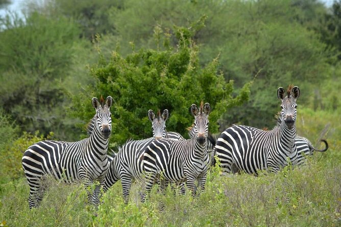4 Days 3 Nights Selous (Nyerere national park) & Mikumi Adventure - Day 1: Dar es Salaam to Rufiji River by road and boat
