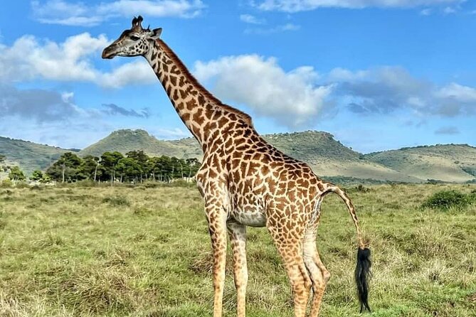 4 Days 3 Nights Selous (Nyerere national park) & Mikumi Adventure - Day 4: Final game drive and the long return to Dar