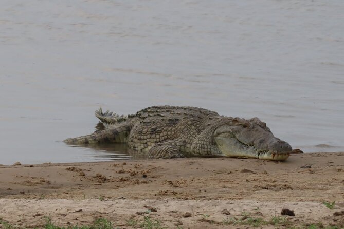 4 Days 3 Nights Selous (Nyerere national park) & Mikumi Adventure - Day 2: A full Nyerere game drive with a picnic lunch