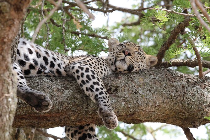 4 Days 3 Nights Tanzanian Budget Safari Tour - Day 2: Down into Ngorongoro Crater