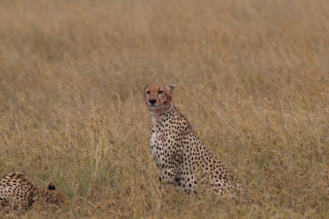 4 Days 3 Nights Tanzanian Budget Safari Tour - What the $2,300 price really buys