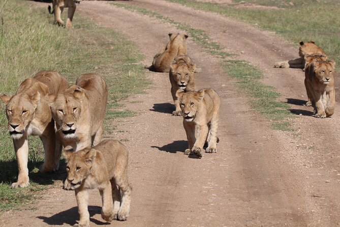 4 Days 3 Nights Tanzanian Budget Safari Tour - Day 1: Elephants and baobabs in Tarangire