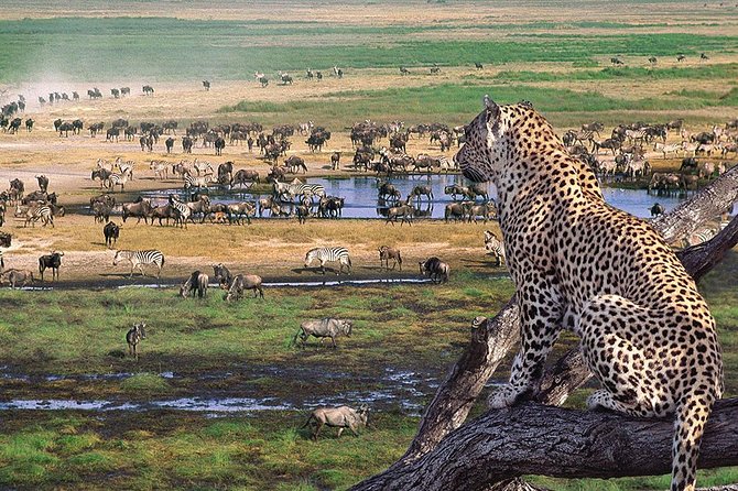 4 Days 3 Nights Tarangire Serengeti & Ngorongoro Lodge Safari - Who will get the most from this safari