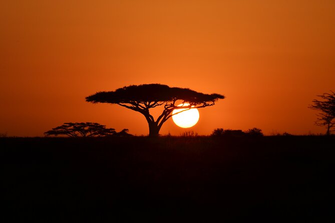 4 days adventure camping safari - Serengeti at sunset, then camp near the animals