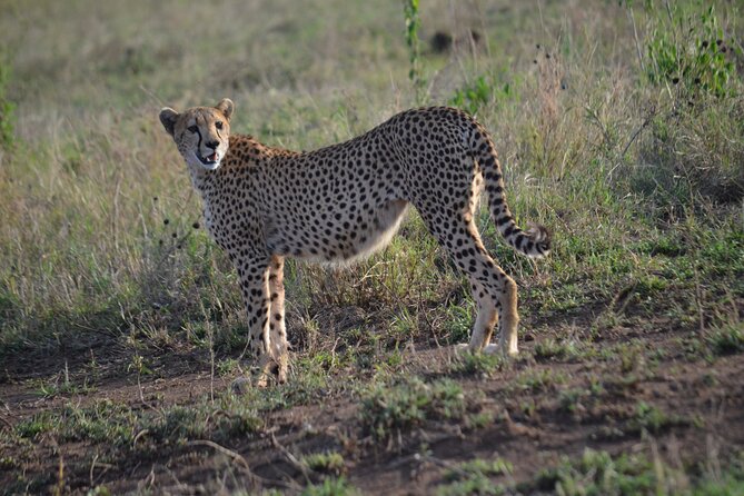 4 days adventure camping safari - Early Serengeti game drive and the road out